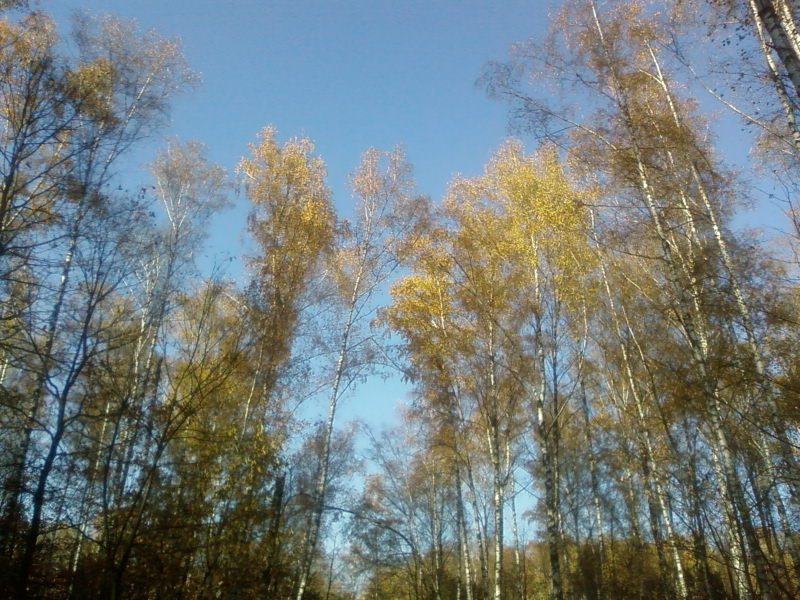 Из прогулок по лесу-5