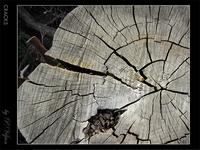 О деревьях...