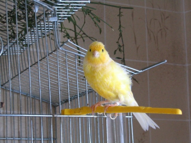 Канарейки заводчики. Заводчики канареек. Канарейки заводчики. Старые заводчики канареек овсяного напева. Заводчики птиц кенаров.