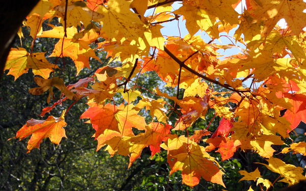 Осень золотая