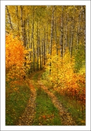 Нарисуй мне осень