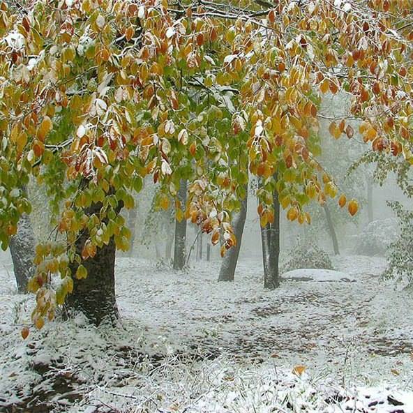 Проглядели осень золотую...