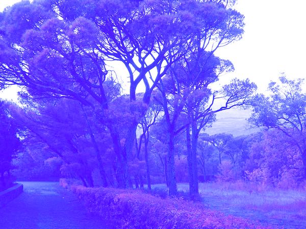 Я иду по аллее...