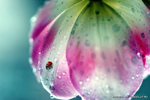 Цветик - семицветик