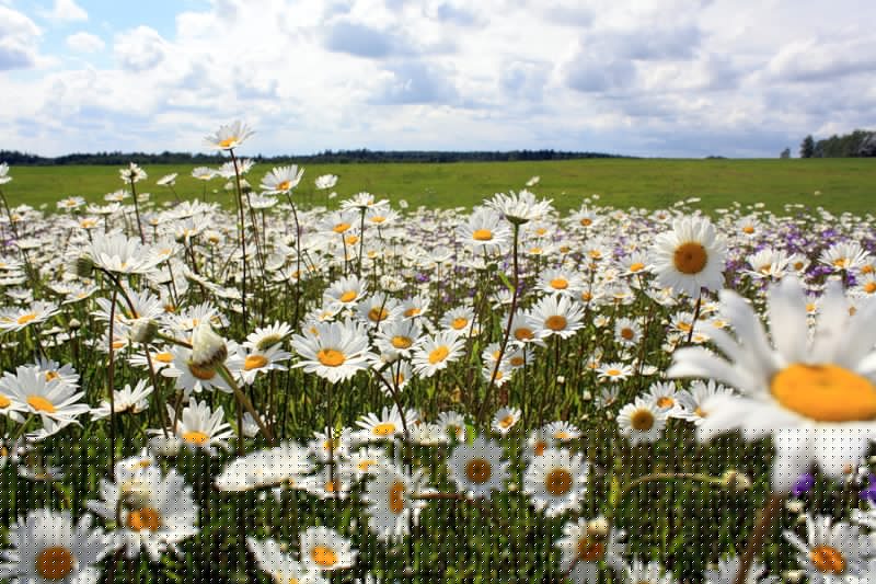 Мечта о днях Весны прекрасных...