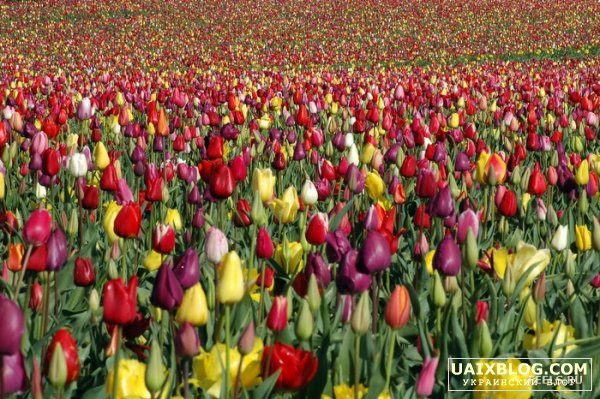 На свидание к сыну