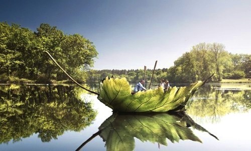 Плакучая красавица