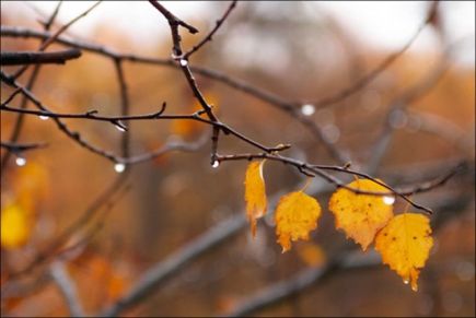 Осенний свет