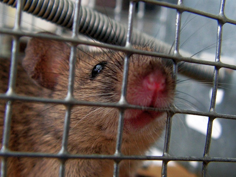 Мышь и палата номер 6