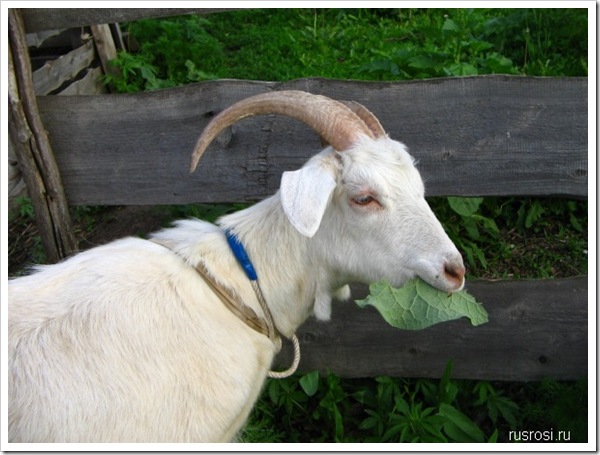 Коза Белка