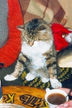 Редиске коту и больше, чем человеку