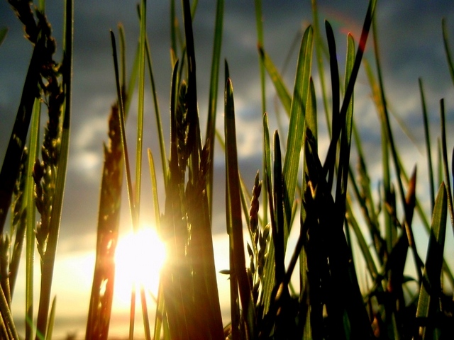 Рассветной свежестью умытый...