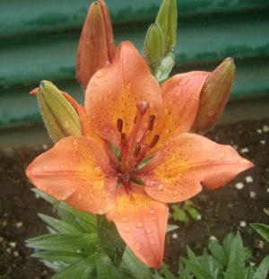 Родная природа