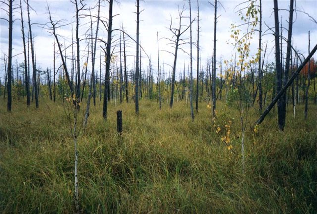 Деревья на болоте