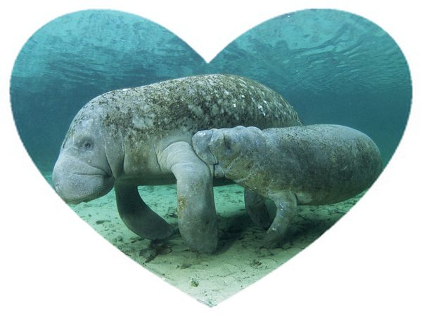 По крышам дождь забарабанил...