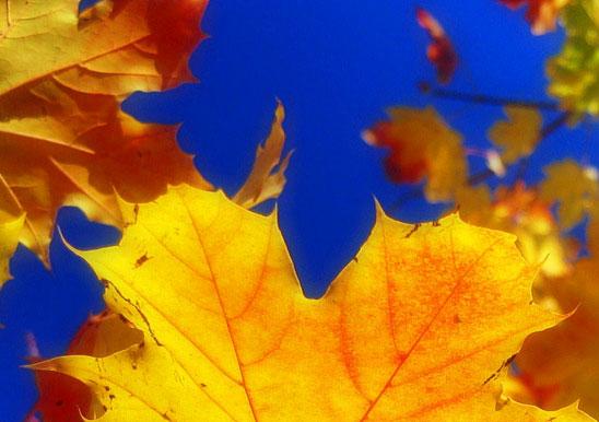 Волшебная осень