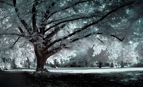 Любовь была подернута морозом