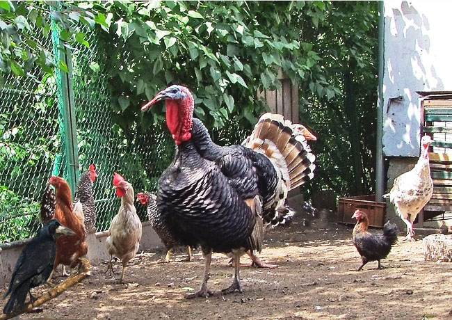 Грач и индюк