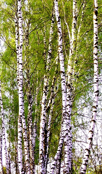 Притча Береза