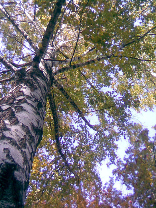 Души старых берез