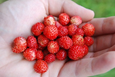 Прогоню я печаль...