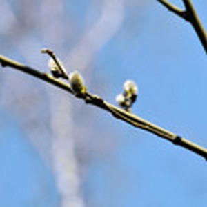 Глашатаи весны