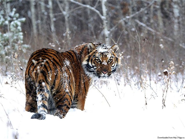 Идя по следу...