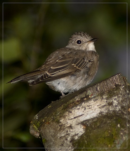Весеннему Воробышку