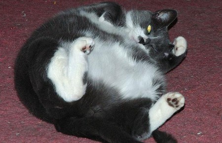 Котофей Котофеевич