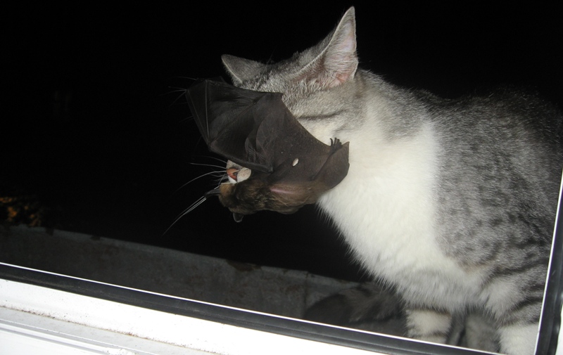 Зимнее, мурлычное