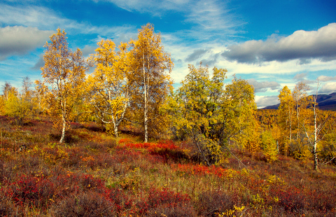 Плач по Родине