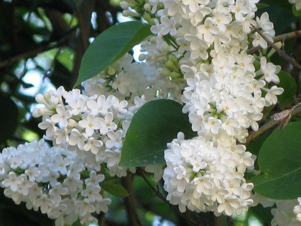 К твоей сирени...