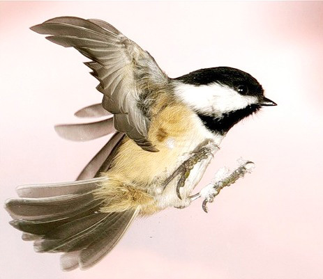 Притчи для летающих...