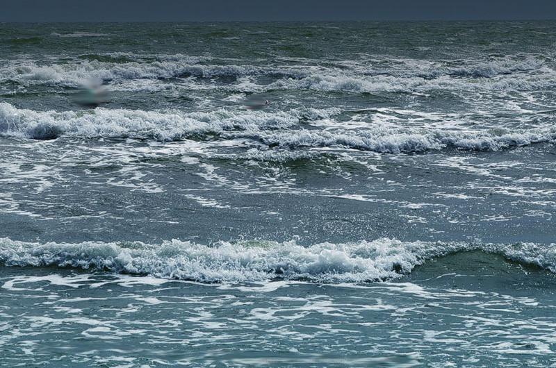 Морской котик