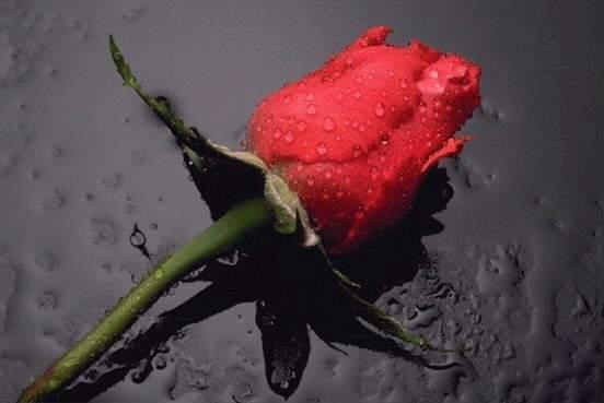 Я розы дарил, а ты плакала...