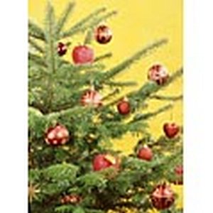 Чем же пахнет ёлка?