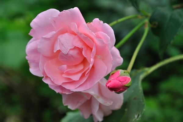 Гусарский поцелуй