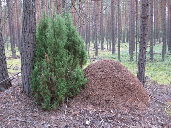 Муравейник