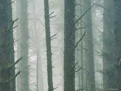 Осиротелый лес. 05. 10. 2007