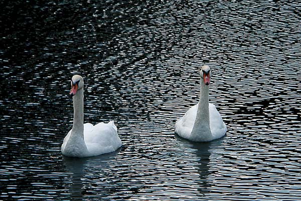 Танец лебедей