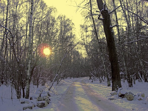 Сказка зимнего леса