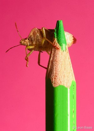 Простые вещи. 25. 03. 2005