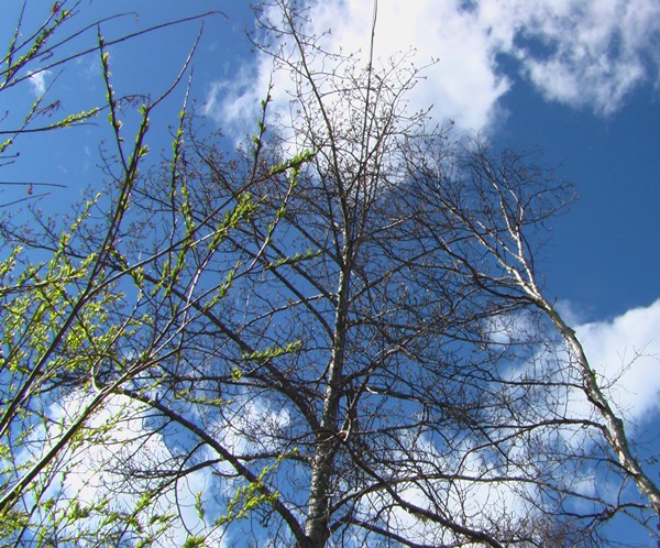 Берегите поэтов России