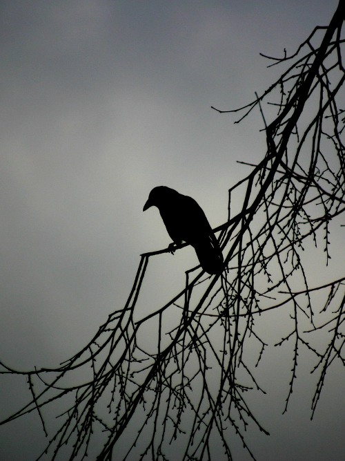 Мертвые вороны