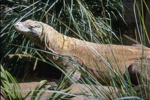 Варан-латник. 22. 09. 2007