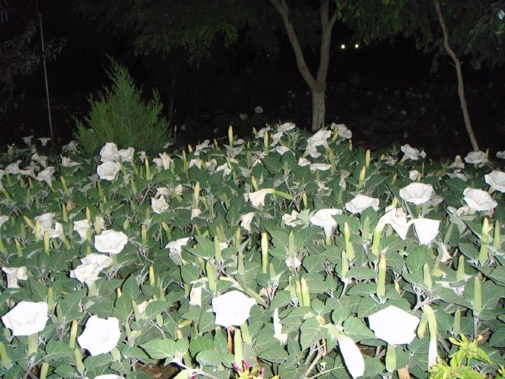 Датура или Кто газоны косил?