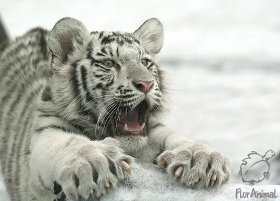 погладьте Тигра за ушами