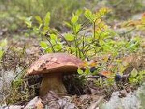 Прекрасная пора