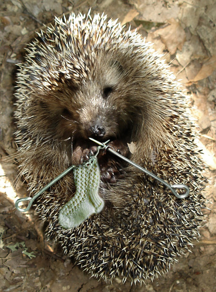 Кто сказал, что я колючка?!