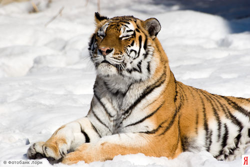 Ступает Тигр по улицам неслышно